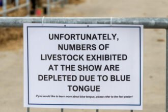 alerta epidemiologica in gorj focar de boala limbii albastre la bovine virusul se extinde in europa anunta expertii veterinari 68ddf97054d76