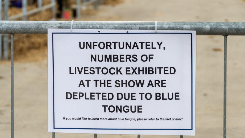 Alertă în Gorj: răspândirea epidemiei de boala limbii albastre la bovine. Experții veterinari avertizează asupra extinderii virusului în Europa 1 alerta epidemiologica in gorj focar de boala limbii albastre la bovine virusul se extinde in europa anunta expertii veterinari 68ddf97054d76