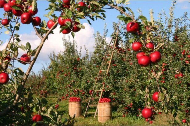 cand trebuie sa plantezi merii ca sa te bucuri de o recolta bogata secretul unei livezi de vis 68dfd3ce3413d