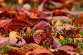 ce amenda risti daca dai foc la frunzele si crengile uscate toamna 68e1622b19198