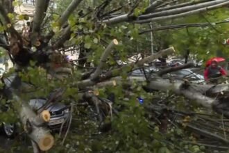 copac cazut peste mai multe masini in bucuresti dauna totala video 68e609e50ffca