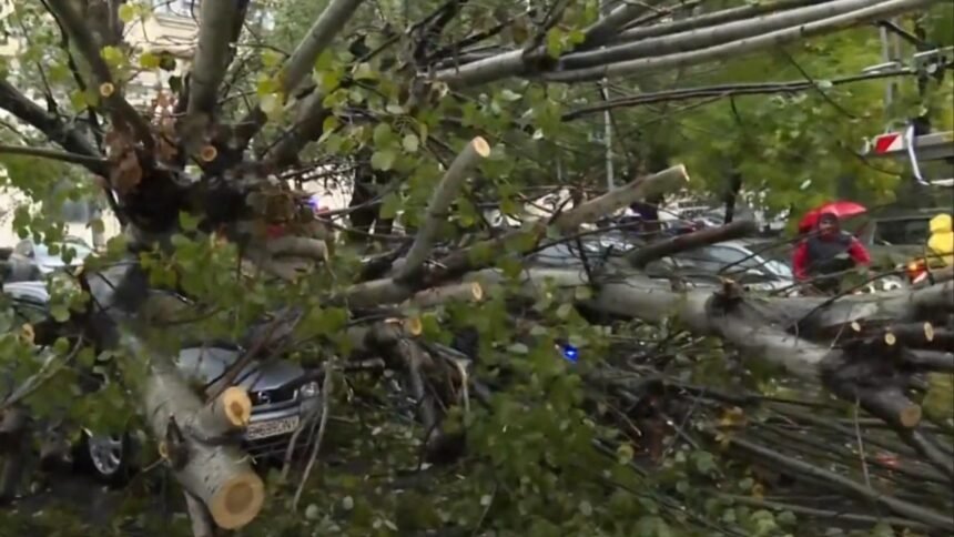 copac cazut peste mai multe masini in bucuresti dauna totala video 68e609e50ffca