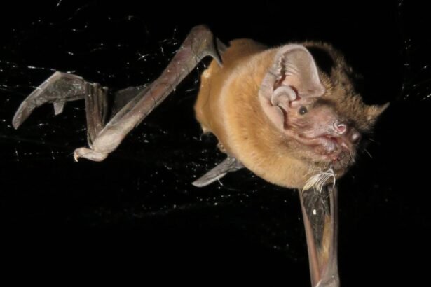grisly recording reveals bat catching killing and eating robin mid flight 68e80105bf00a