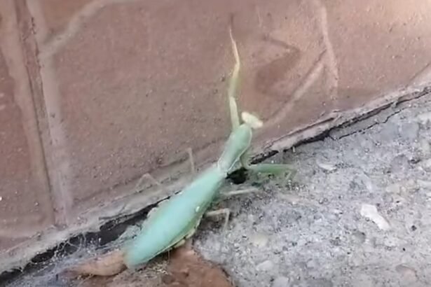 insectele care se strecoara in case in aceasta perioada specialistii ne recomanda sa le lasam in pace sunt cel mai bun insecticid natural 68e3f4c3028da