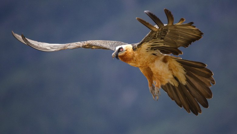 muzee naturale ascunse in stanci artefacte medievale in stare perfecta descoperite in cuiburile vulturilor din spania 68f463ce6eea1