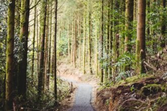 navigatia le a creat probleme familie cu 5 copii blocata pe un drum forestier din judetul buzau au intervenit jandarmii montani 68e360168a3a0