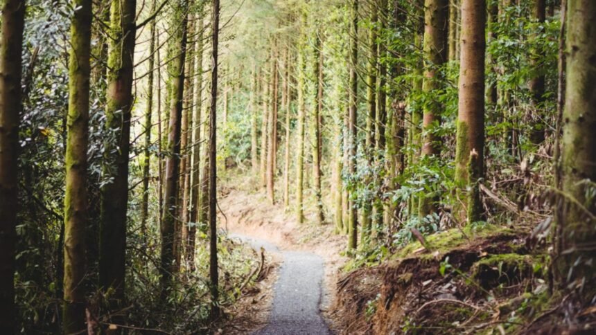 navigatia le a creat probleme familie cu 5 copii blocata pe un drum forestier din judetul buzau au intervenit jandarmii montani 68e360168a3a0