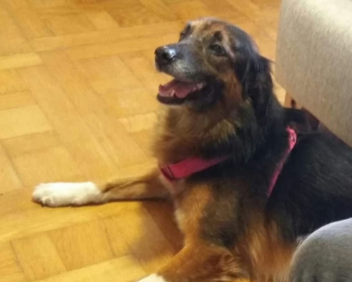 pets on flights can be classed as baggage top eu court rules 68f105bc9d032