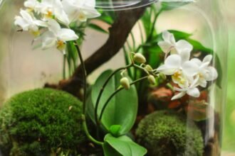 plante protectoare in functie de zodie ce spune astrologul alexandra coman 68e7a47ccbca7