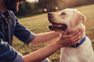 video custodia unui caine disputata in instanta fostul proprietar l a acuzat pe actualul stapan de neglijenta ce a decis judecatorul 68e7aee36c9e5