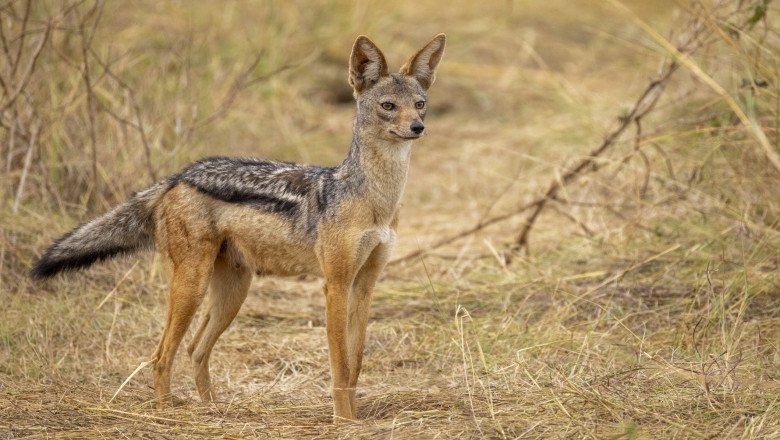 video ne e frica cosmarul trait de mii de oameni din satele terorizate de sacali animalele s au inmultit alarmant in ultimii 5 ani 68f783258d7af
