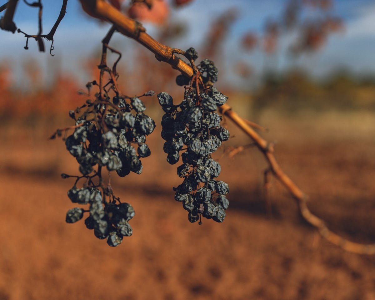 french winemakers battle for survival as minister prepares for crisis talks 69230bf1bbe21