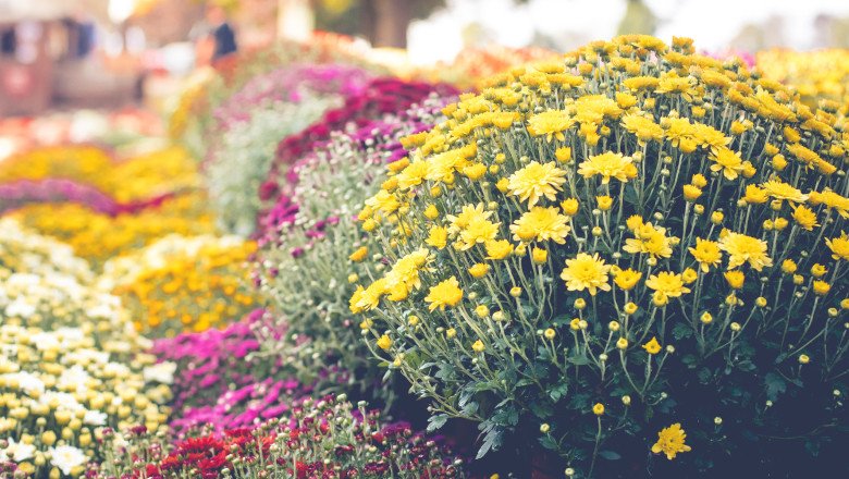 imbulzeala la flori gratis o familie din satu mare a donat peste 1 000 de crizanteme la ghiveci ne a fost mila sa le aruncam 691c0d0e7d65f