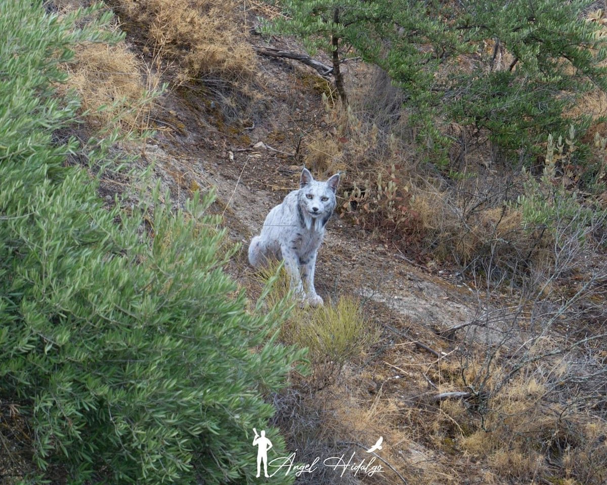 rare white iberian lynx captured on film in spain by amateur photographer 6908389c429ee