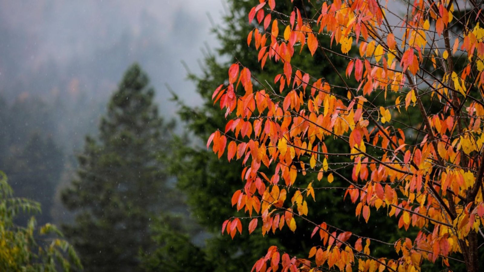 schimbare brusca a vremii de la mijlocul saptamanii dupa zile calde urmeaza o racire severa prognoza pe urmatoarele doua saptamani 692451ef57460