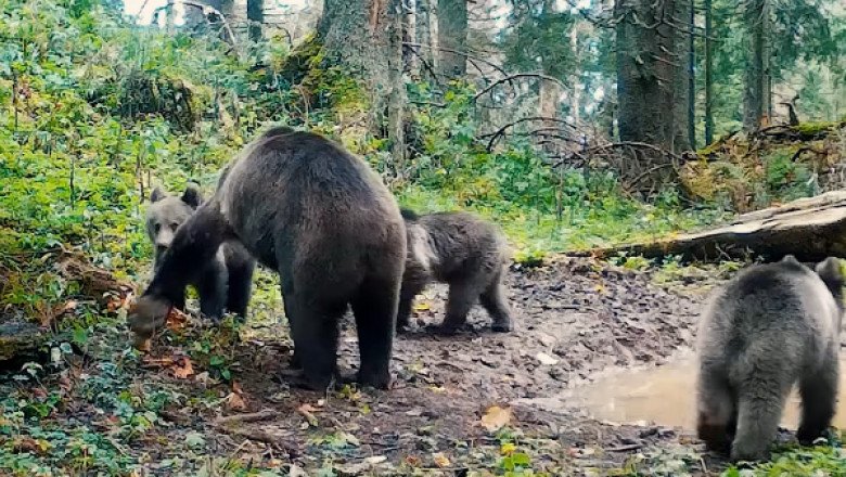 video imagini cu o ursoaica si trei pui in parcul natural apuseni inregistrate de romsilva 690f2a3f55dda