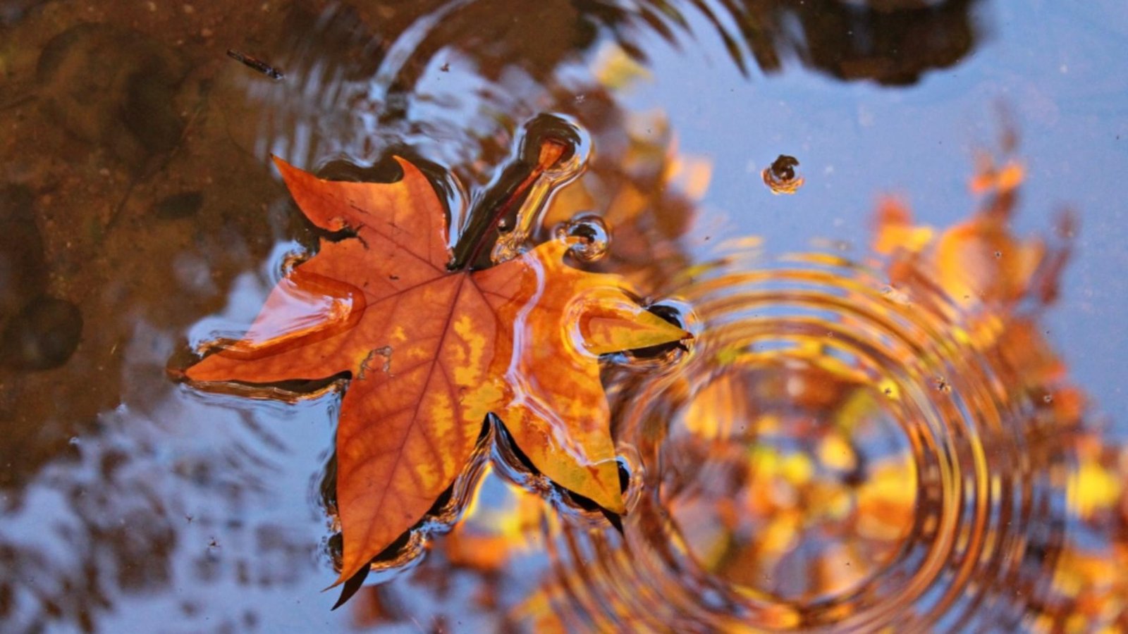 vreme neobisnuit de calda pana la mijlocul lui decembrie meteorologii anunta temperaturi peste normal prognoza anm pe 4 saptamani 69255caacca07