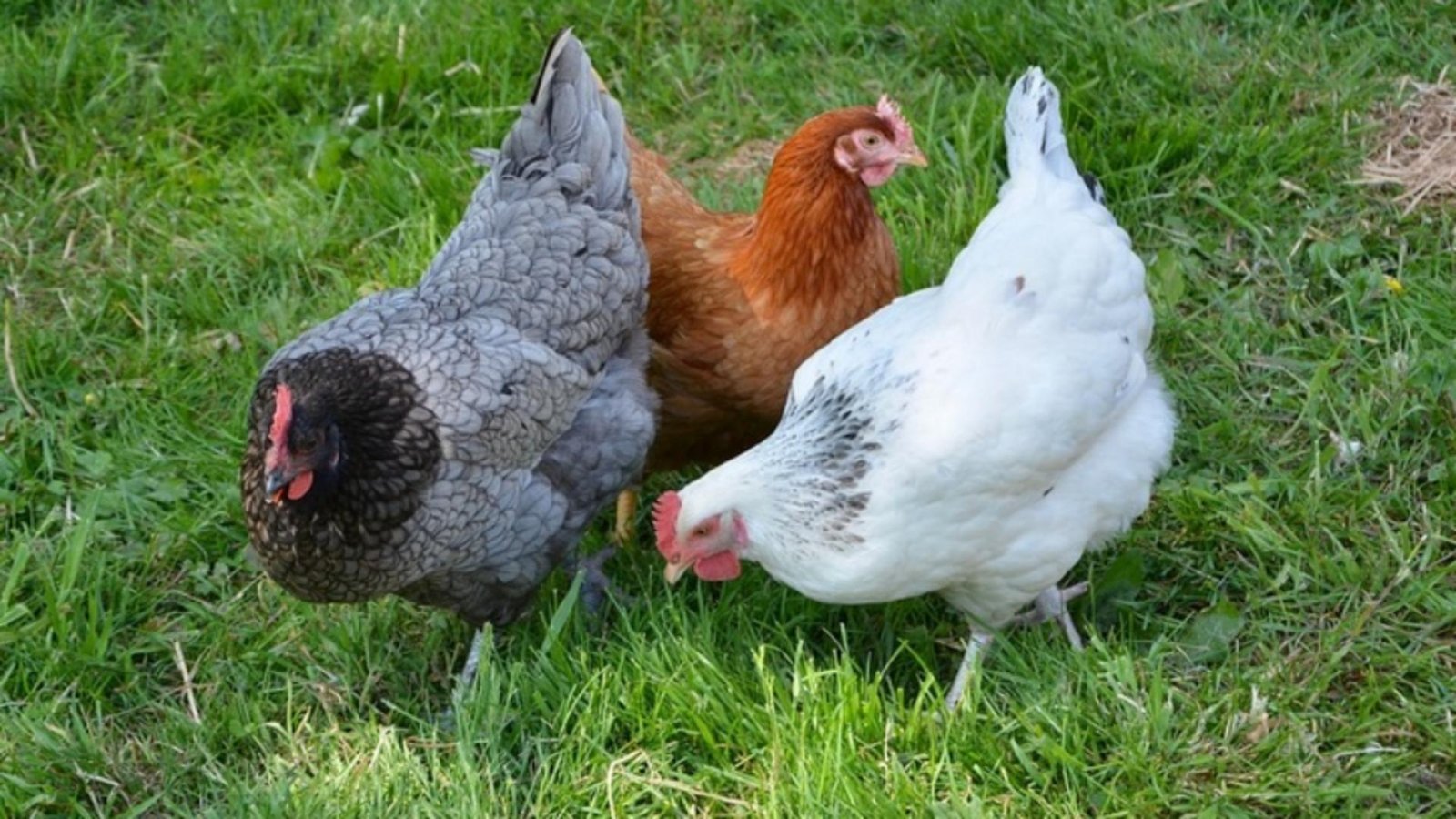 ce gandesc gainile o cercetatoare primeste 4 milioane de duro de la ue pentru a afla 692d73df51b5c